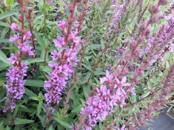 Rutenweiderich Rosy Gem